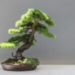larix