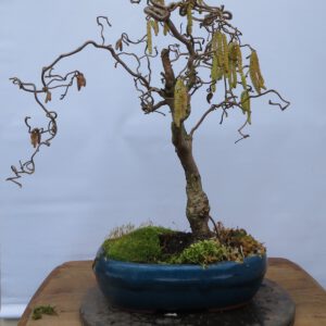 krulhazelaar bonsai