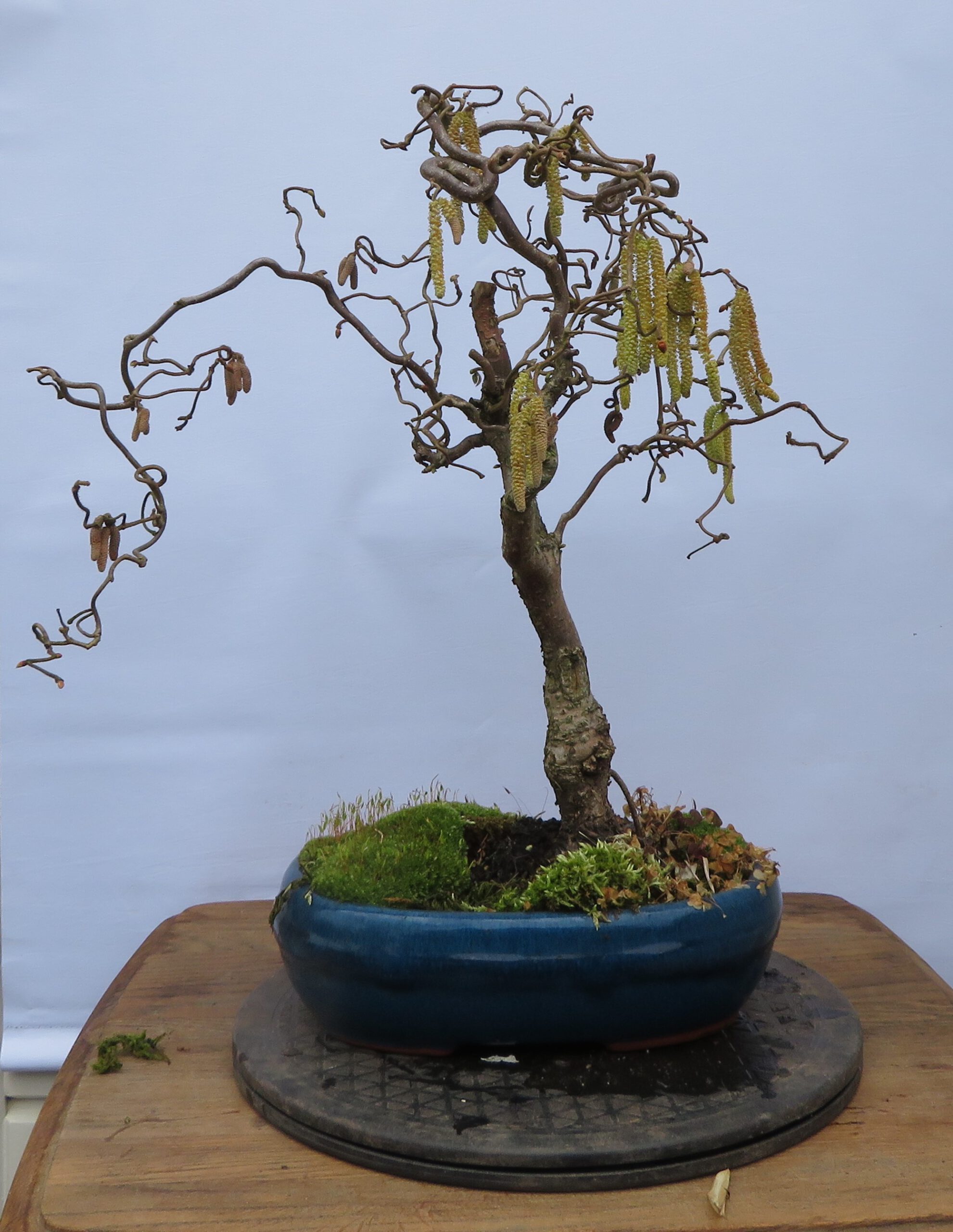 krulhazelaar bonsai krulhazelaar bonsai