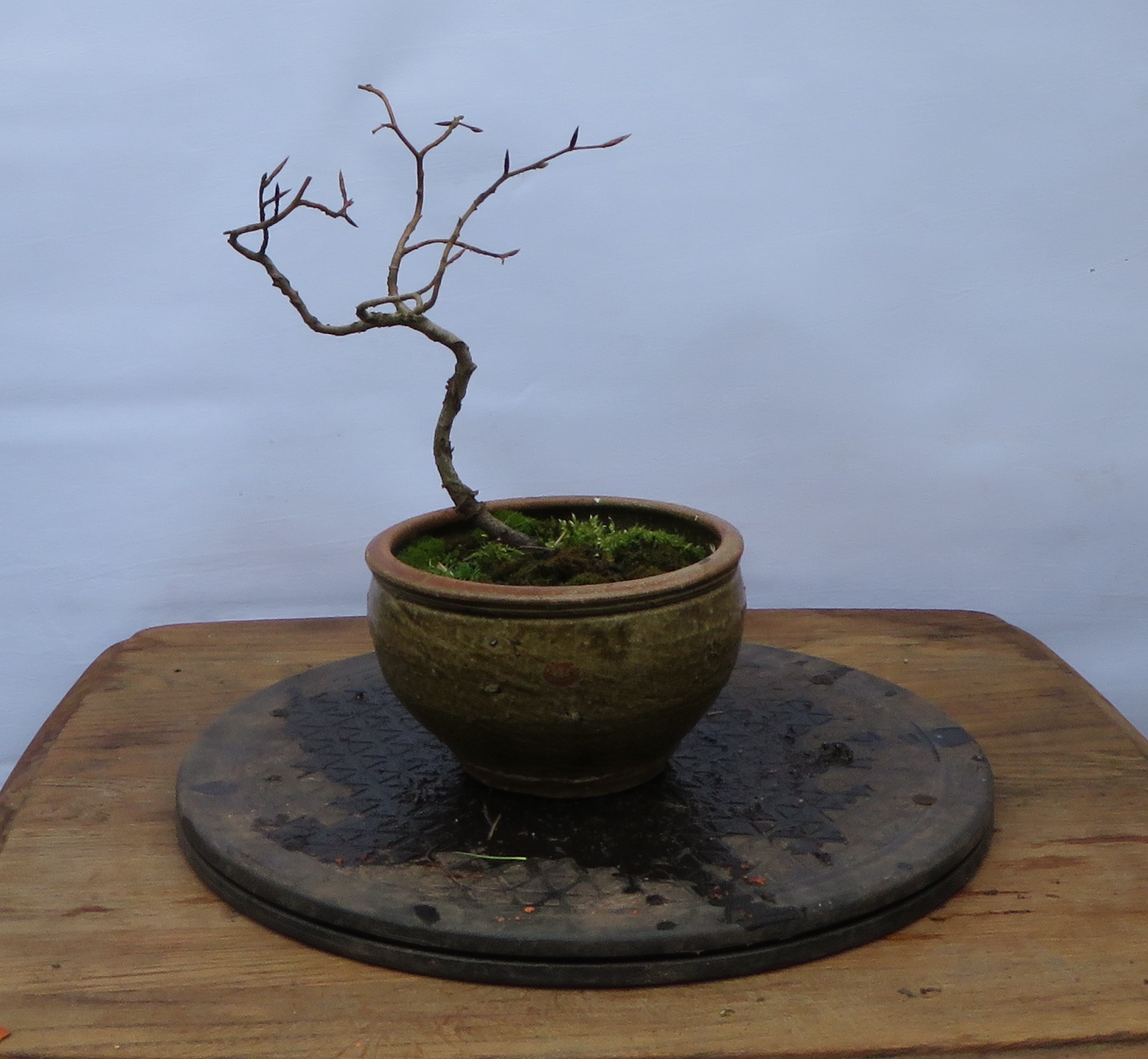 beuk bonsai beuk bonsai