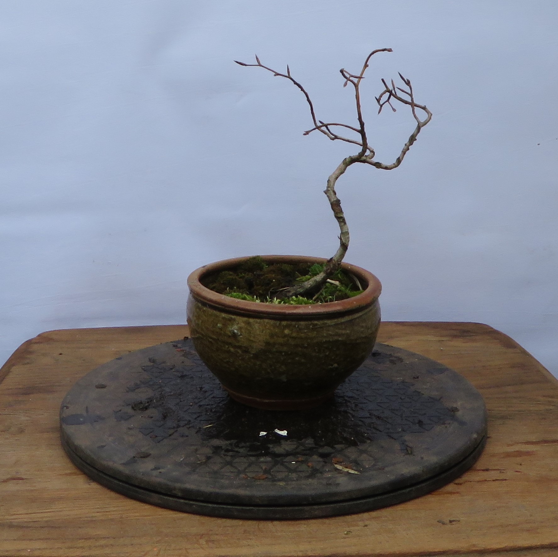 Beuk bonsai Beuk bonsai